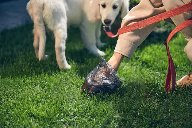 Commercial pet waste collection services in Vancouver for businesses and pet facilities