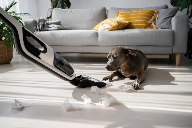 Residential pet waste collection service in Vancouver for clean and odor-free yards