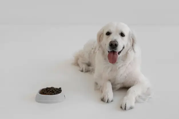 beautiful-dog-with-nutritious-food_23-2150742806 Commercial pet waste collection service for businesses and communities