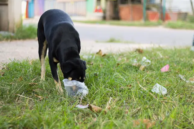 Professional pet waste removal services for homes and communities